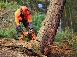 Best Tree and Shrub Care  in Dunedin, FL