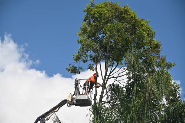 Best Tree Removal  in Dunedin, FL